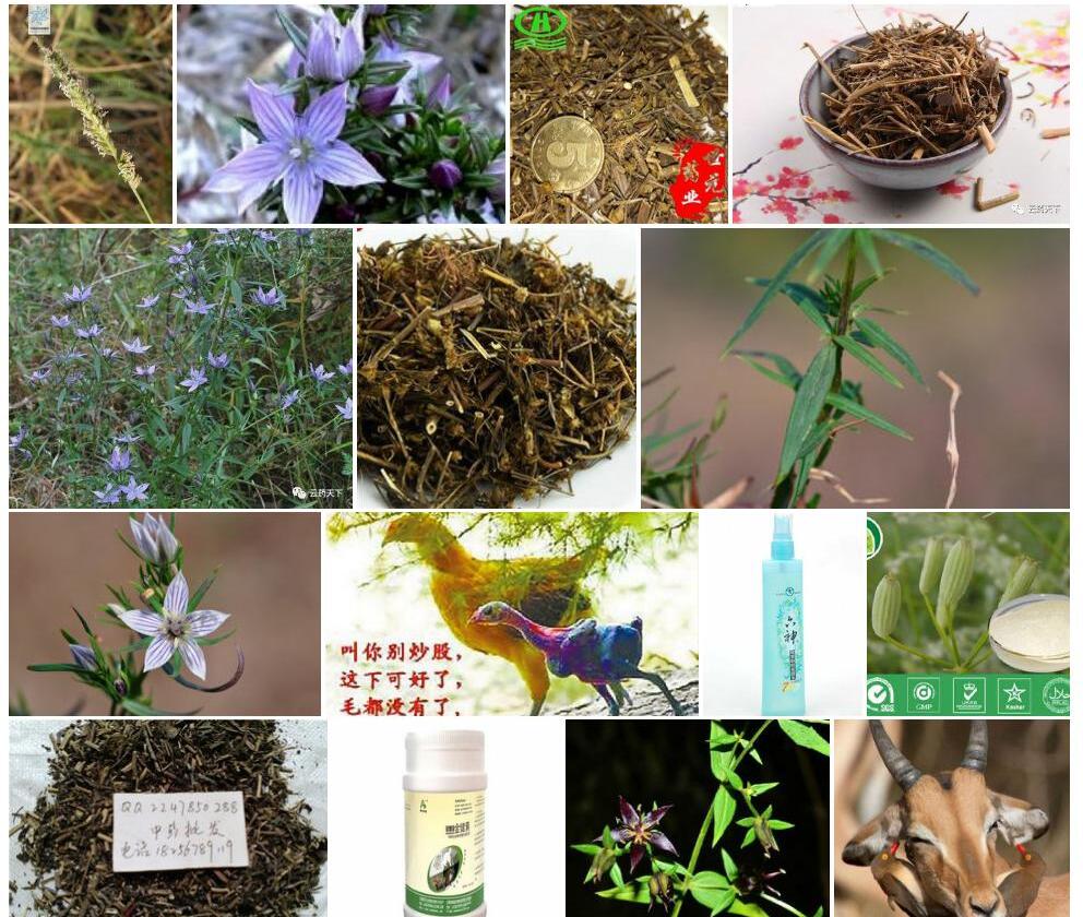 微药獐毛照片和图片/