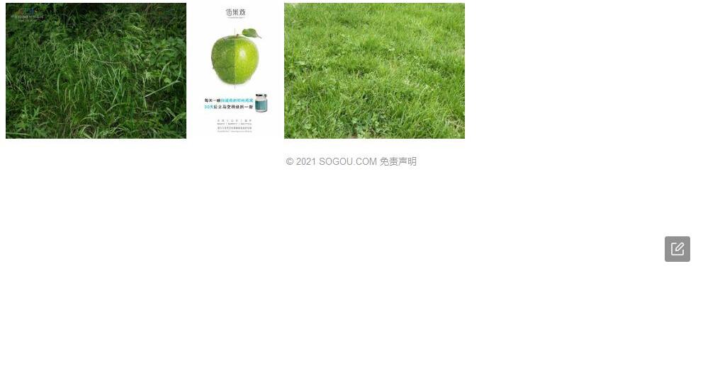 微药羊茅照片和图片/