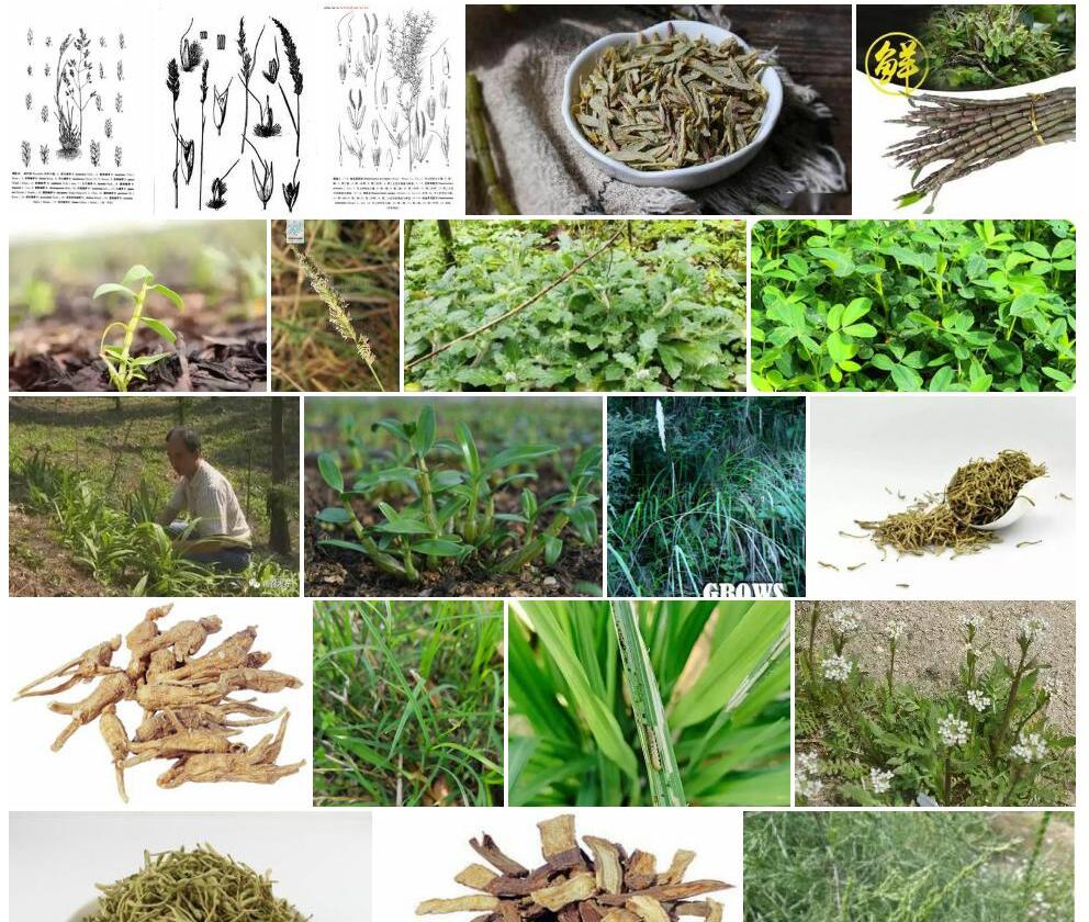 微药金茅照片和图片/