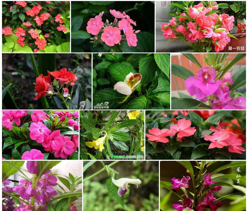 微萼凤仙花照片和图片/