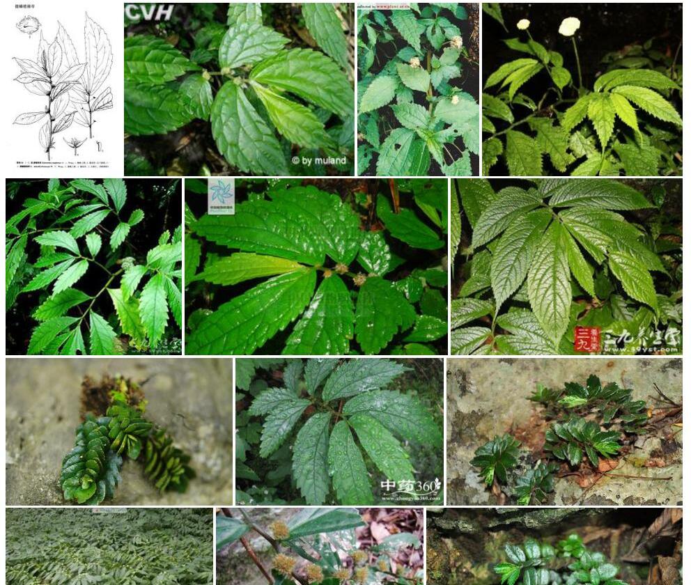 微鳞楼梯草照片和图片/