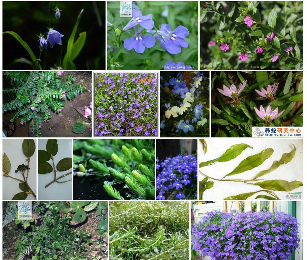 微齿山梗菜照片和图片/