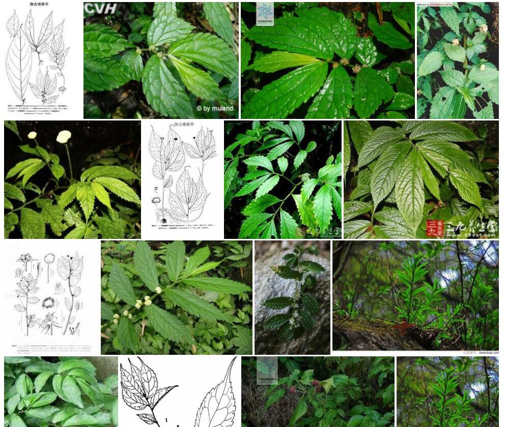 微齿楼梯草照片和图片/