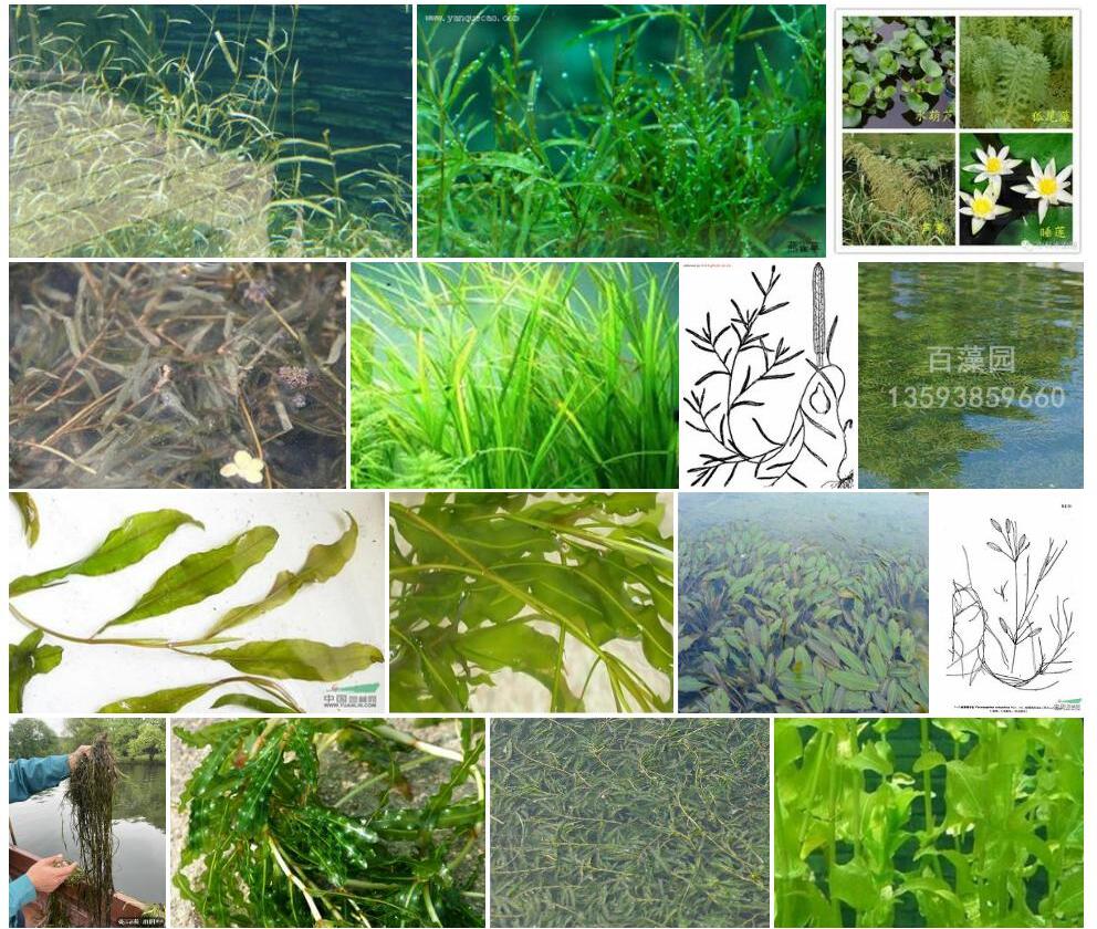 微齿眼子菜照片和图片/