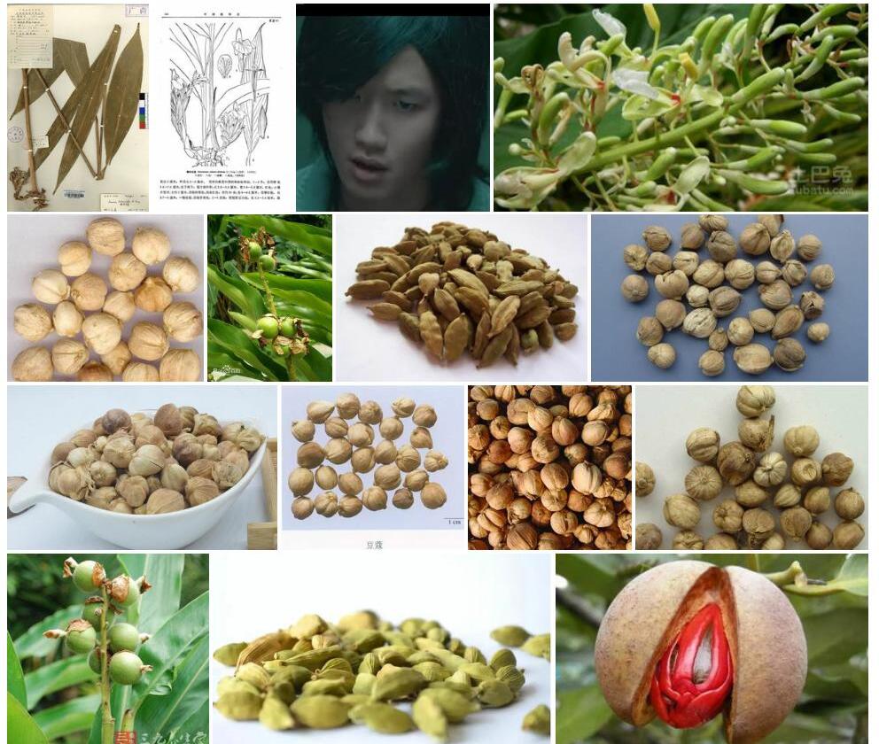 德保豆蔻照片和图片/