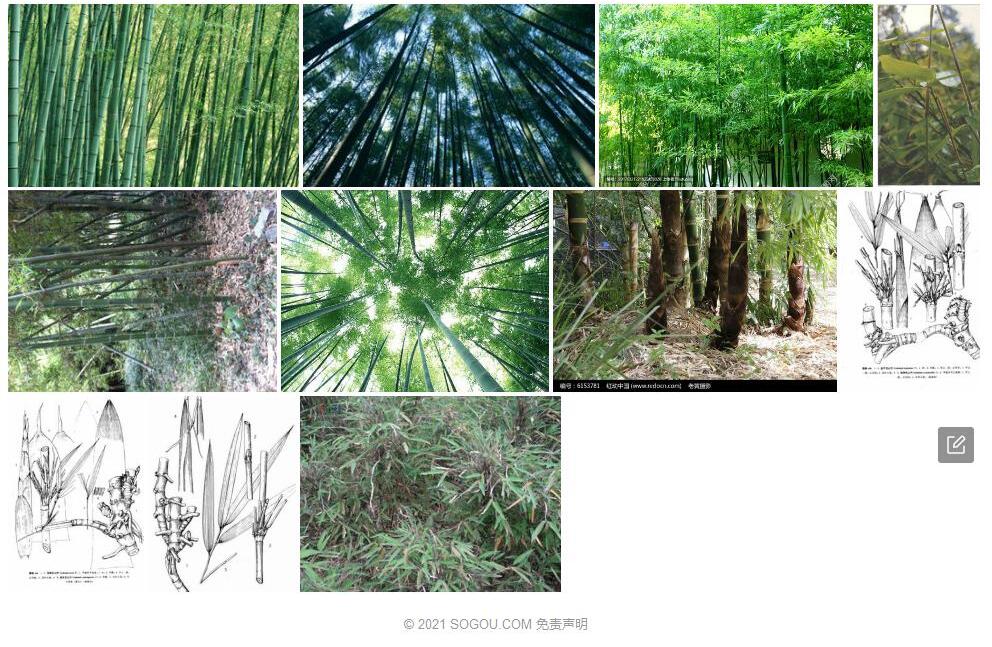 德昌玉山竹照片和图片/