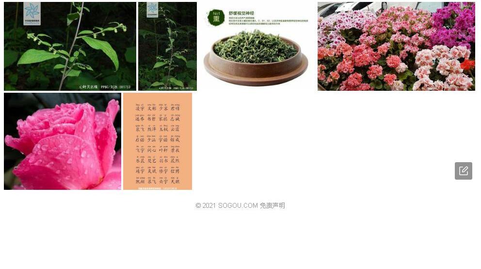 心叶天名精照片和图片/