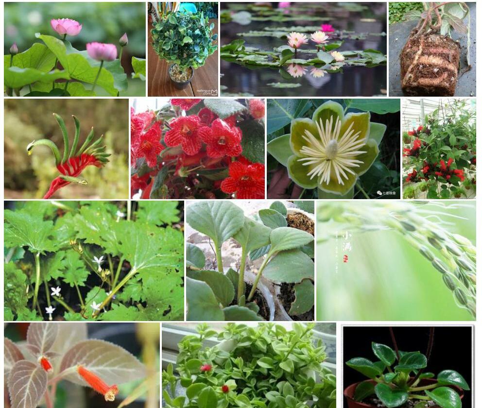 心叶小花苣苔照片和图片/