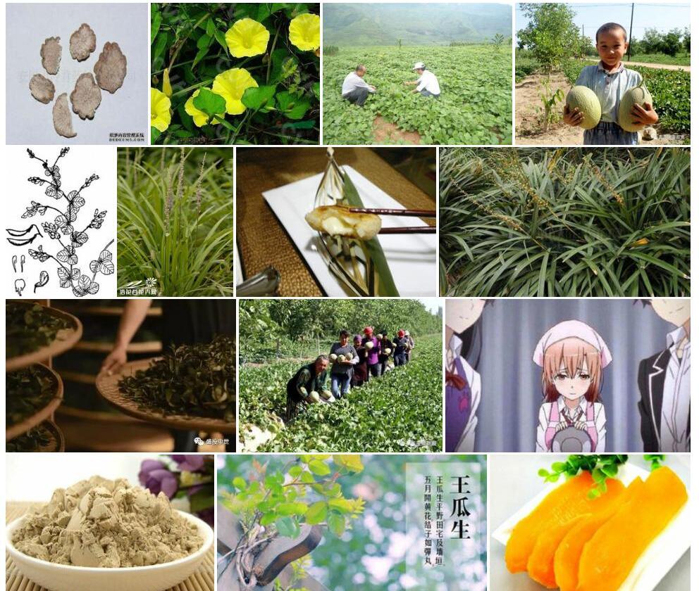 心叶山土瓜照片和图片/