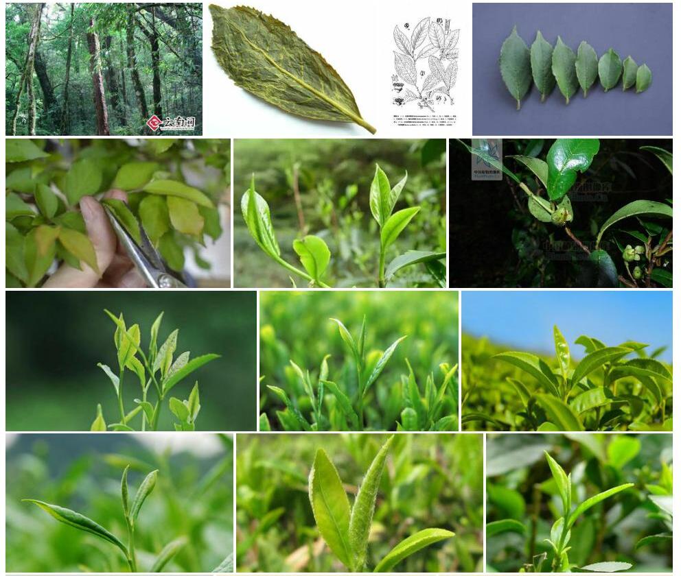 心叶折柄茶照片和图片/