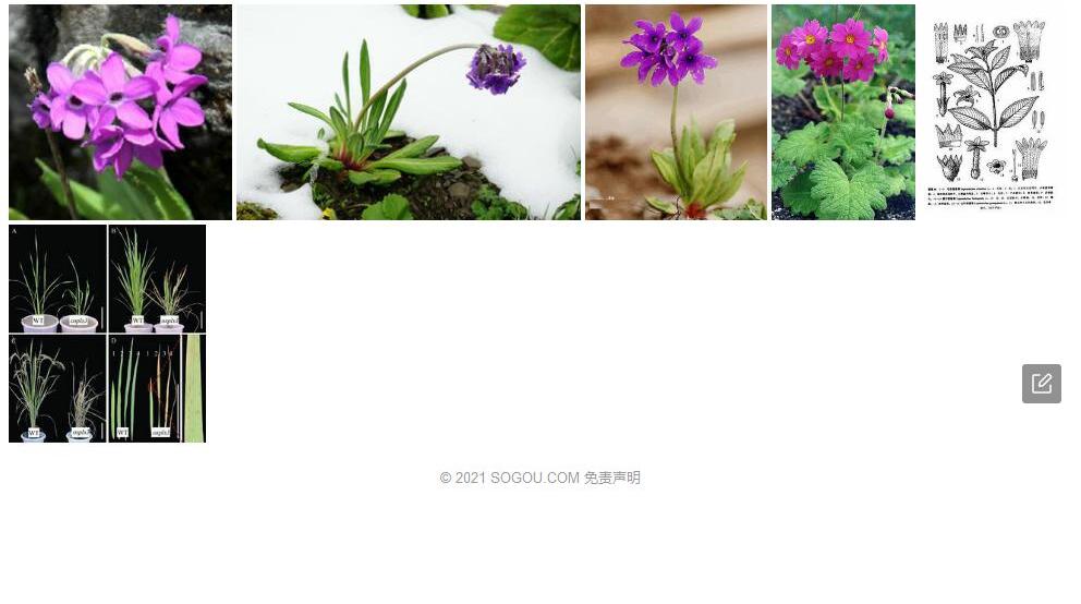 心叶报春茜照片和图片/