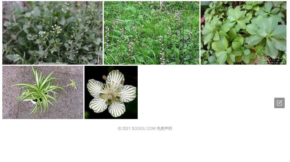 心叶梅花草照片和图片/