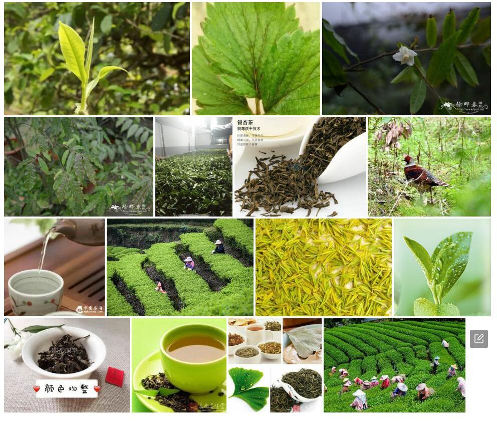 心叶毛蕊茶照片和图片/