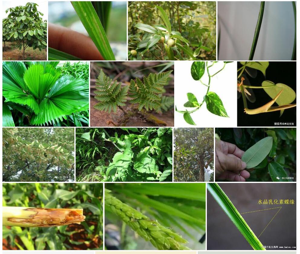 心叶石笔木照片和图片/