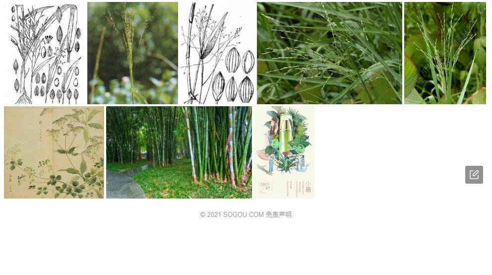 心叶稷照片和图片/