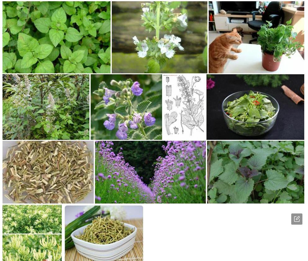 心叶荆芥照片和图片/