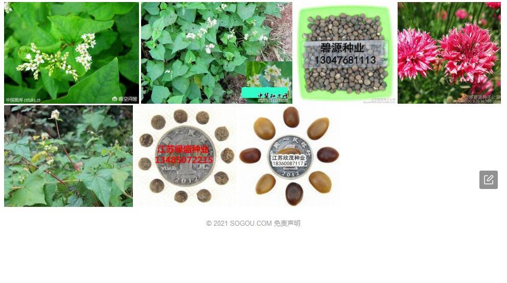 心叶野荞麦照片和图片/