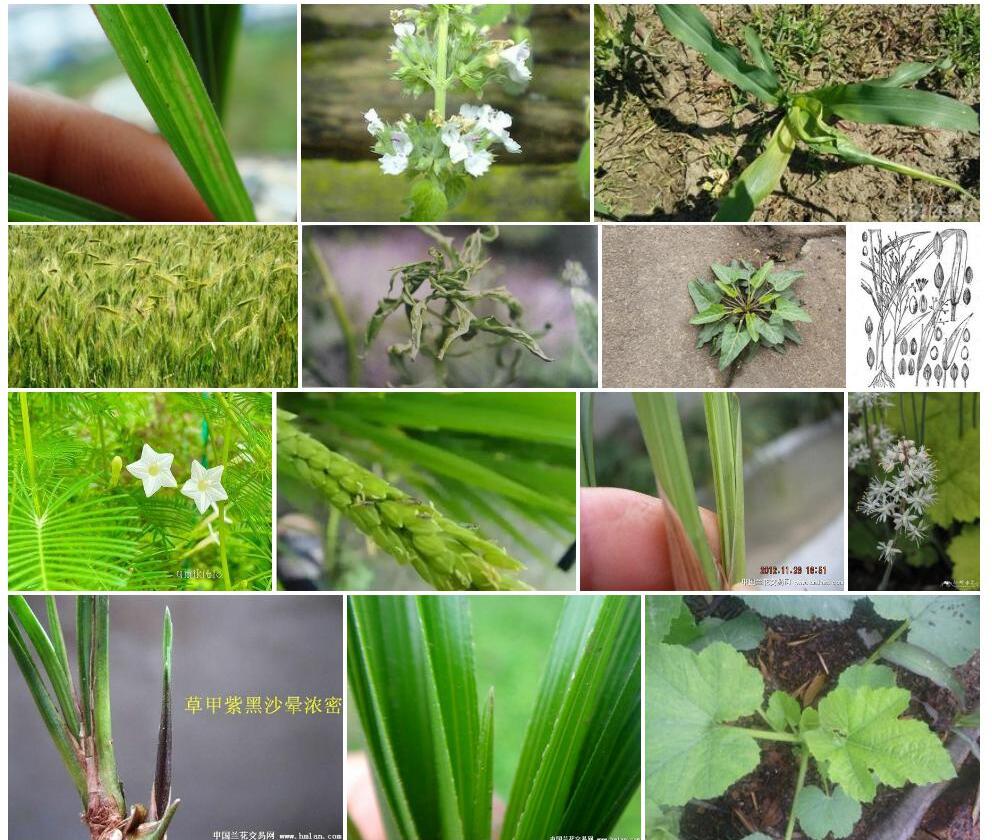 心叶驼绒藜照片和图片/