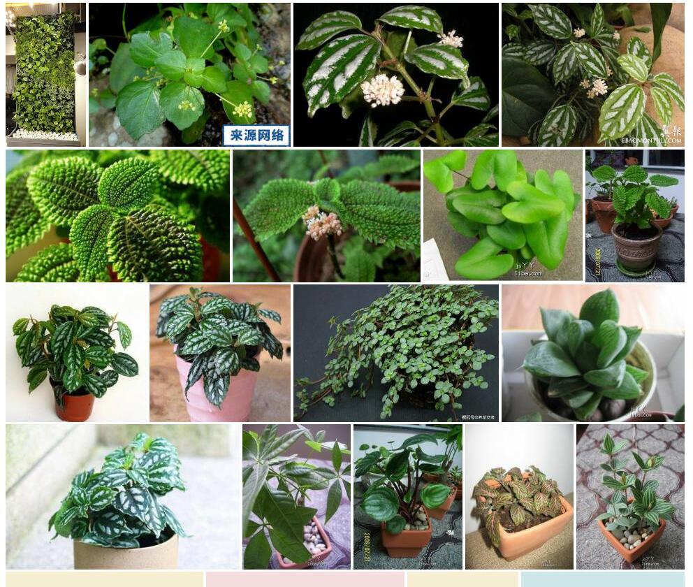 心托冷水花照片和图片/