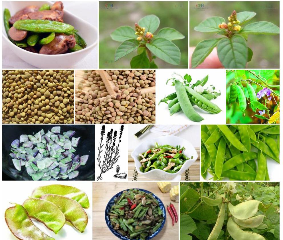 心果小扁豆照片和图片/