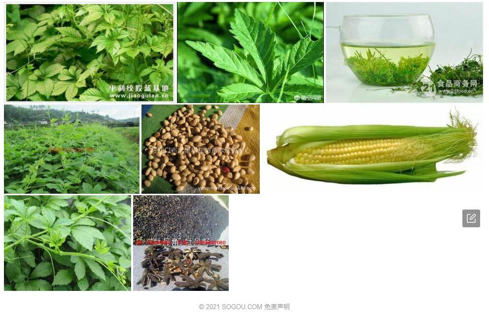 心籽绞股蓝照片和图片/