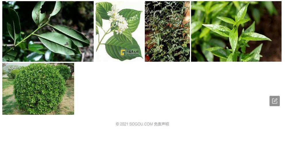 忍冬叶冬青照片和图片/