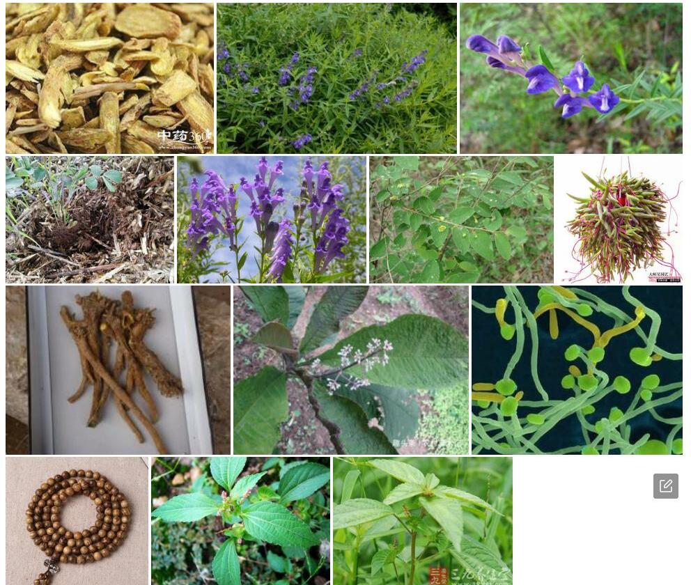 念珠根茎黄芩照片和图片/