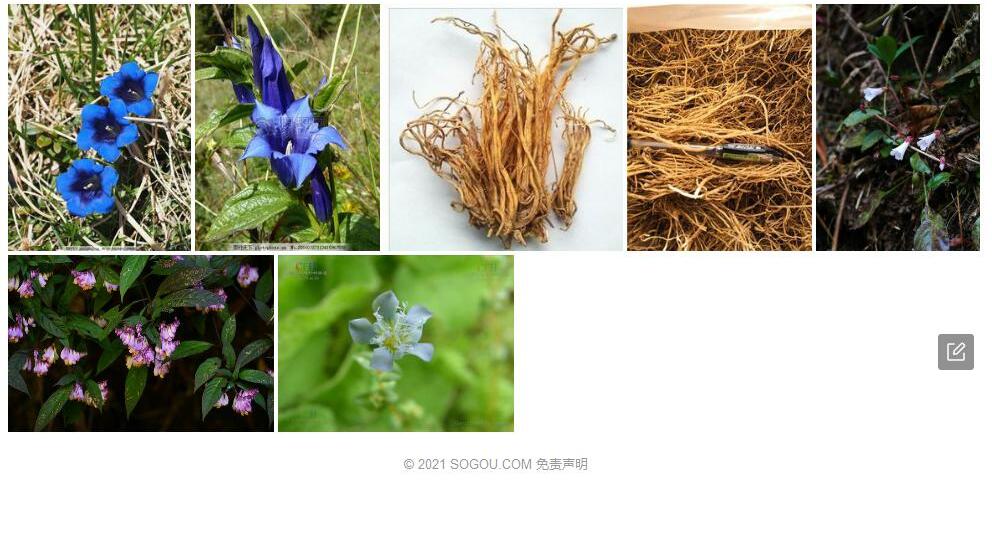 念珠脊龙胆照片和图片/