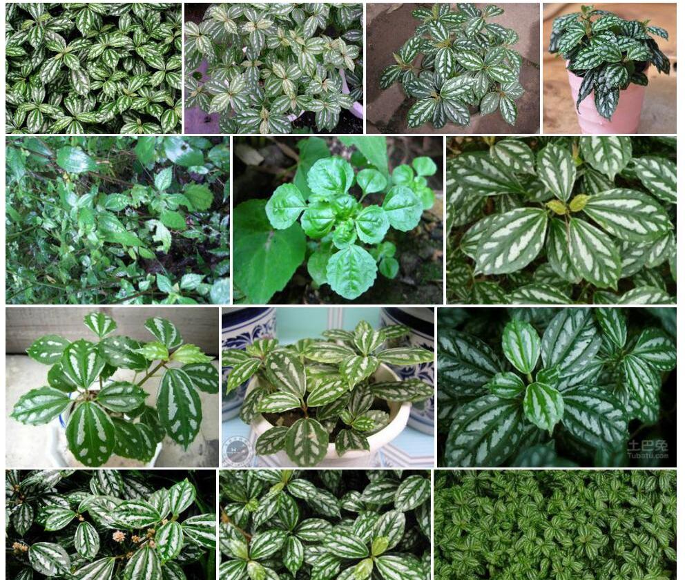 怒江冷水花照片和图片/