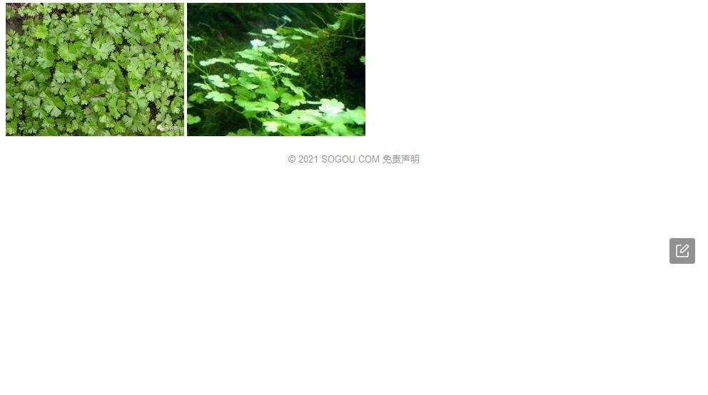 怒江天胡荽照片和图片/