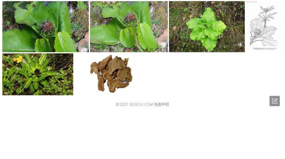 怒江川木香照片和图片/