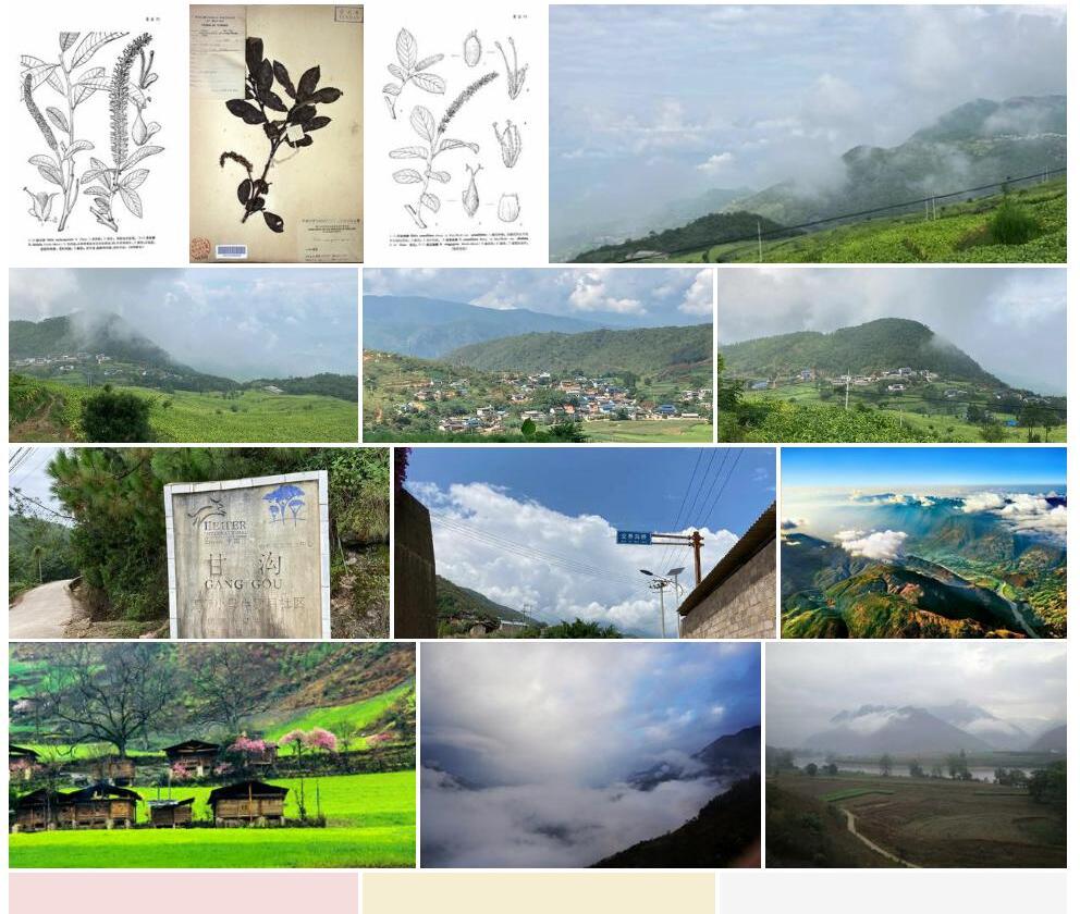 怒江柳照片和图片/