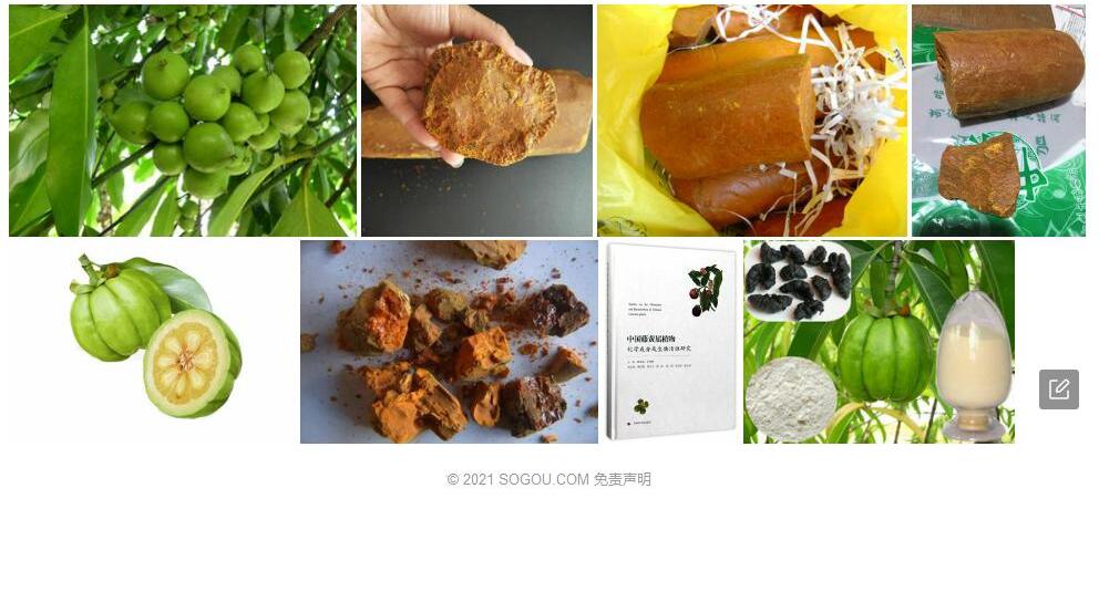 怒江藤黄照片和图片/