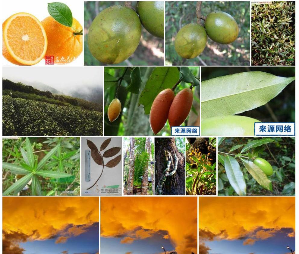 思茅山橙照片和图片/