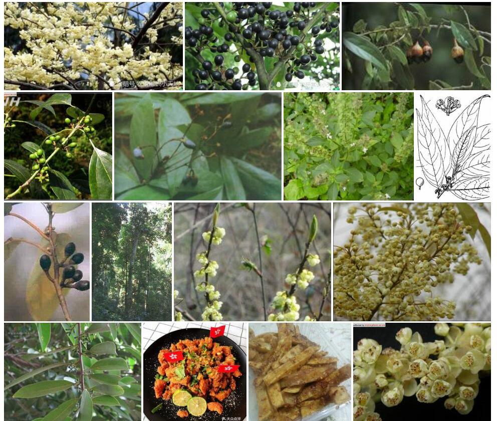 思茅木姜子照片和图片/