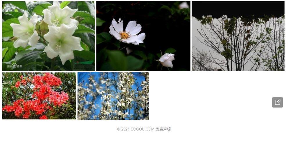 思茅清明花照片和图片/