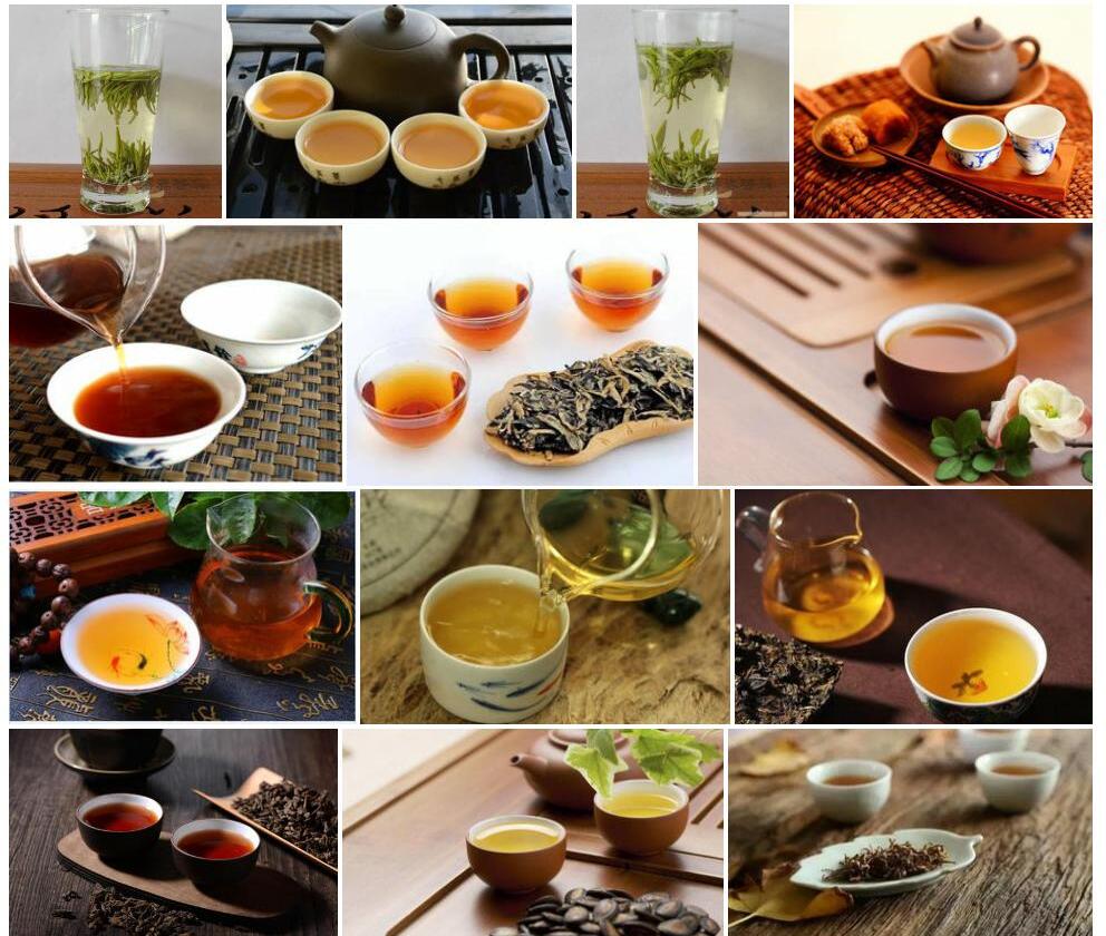 思茅短蕊茶照片和图片/