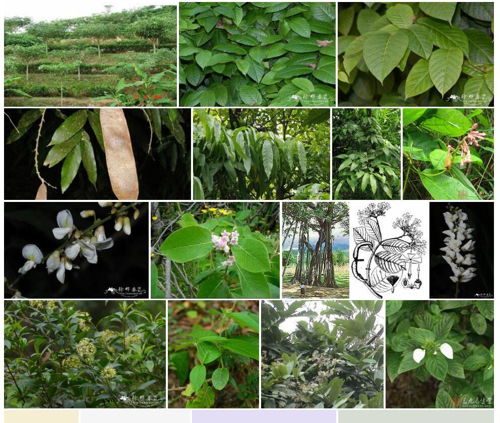 思茅藤照片和图片/