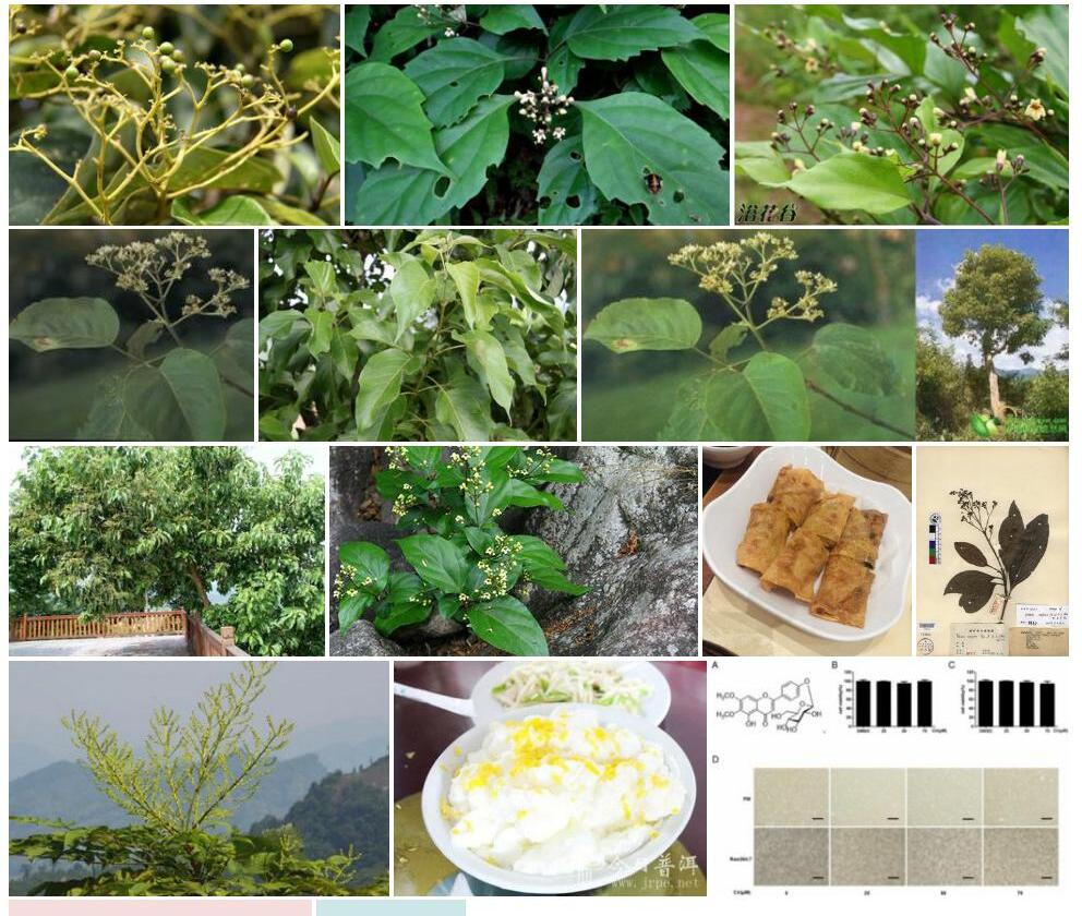 思茅豆腐柴照片和图片/