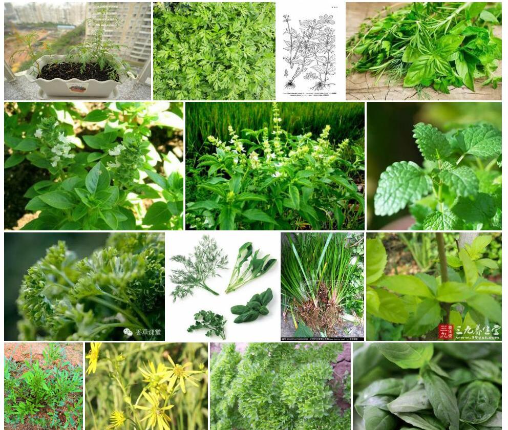 思茅香草照片和图片/