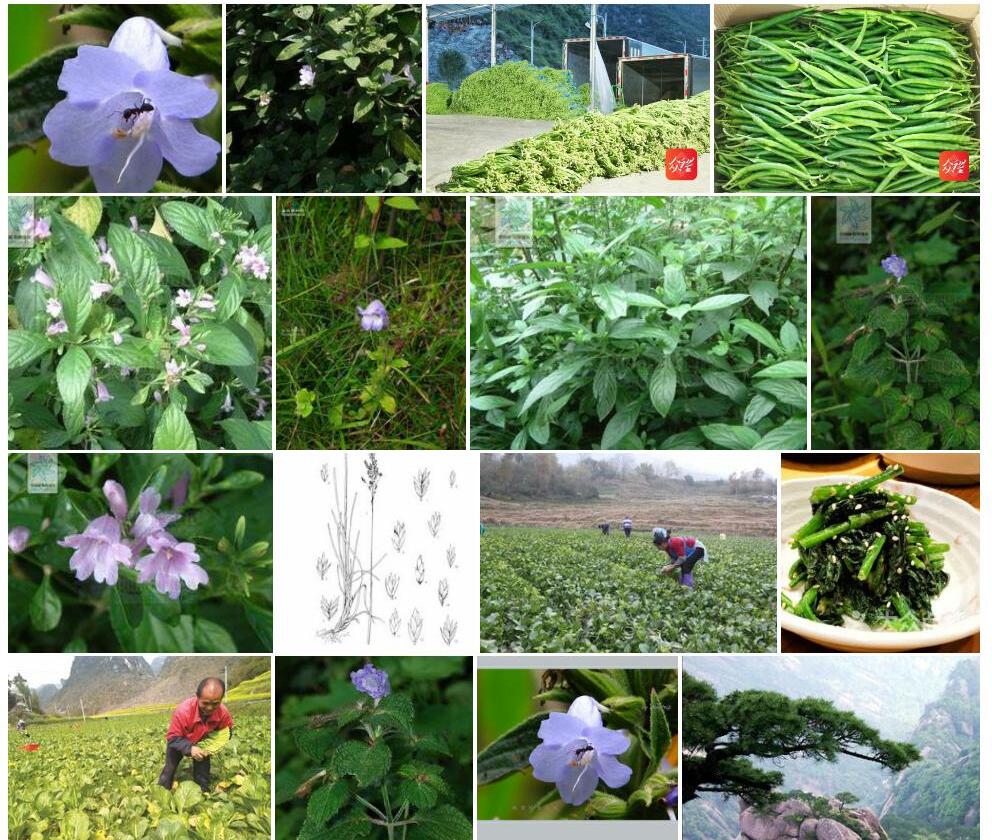 急流紫云菜照片和图片/