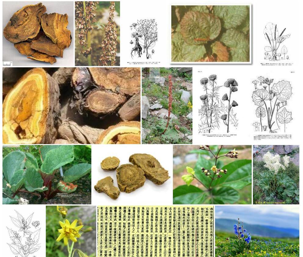 总序大黄照片和图片/
