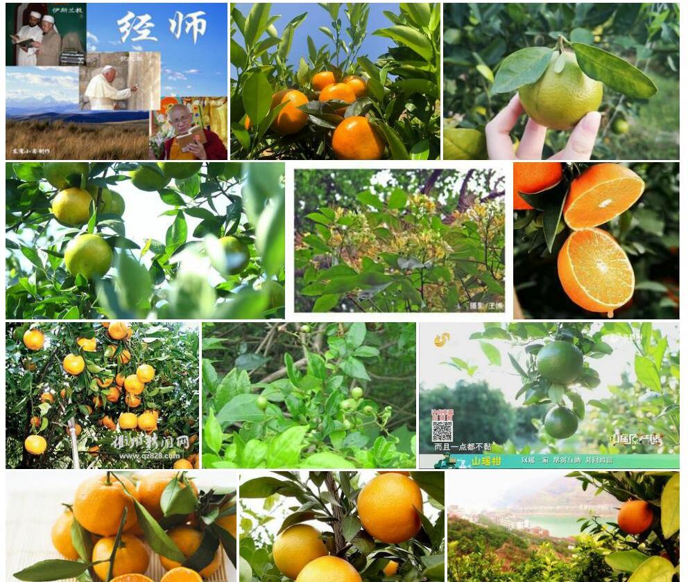 总序山柑照片和图片/