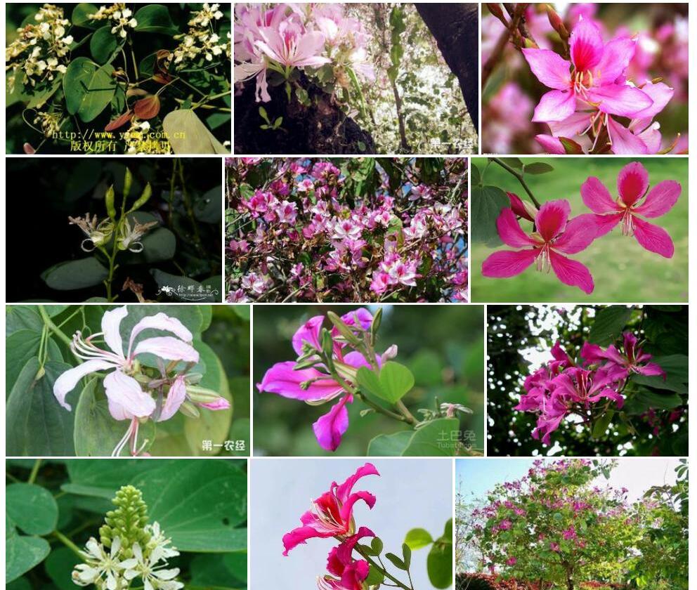 总状花羊蹄甲照片和图片/