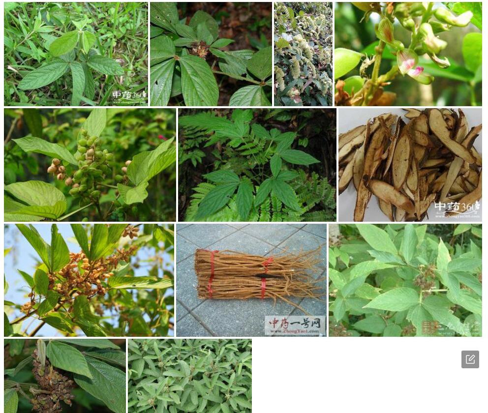 总苞千斤拔照片和图片/