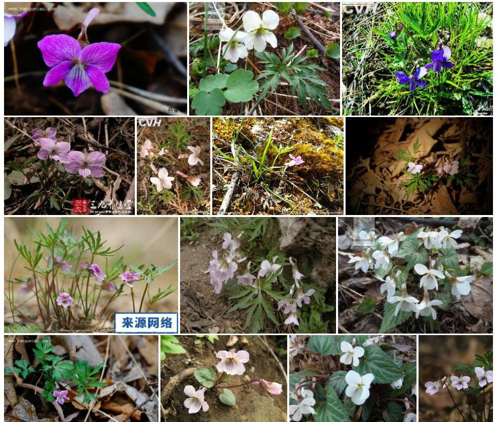 总裂叶堇菜照片和图片/