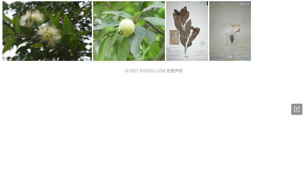 恒春蒲桃照片和图片/