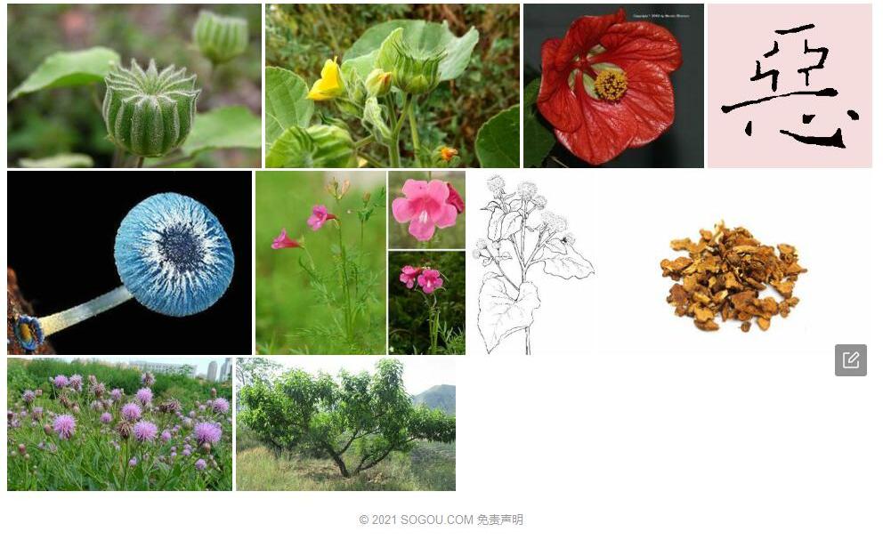 恶味苘麻照片和图片/