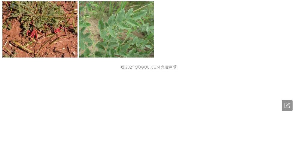 悬垂黄耆照片和图片/