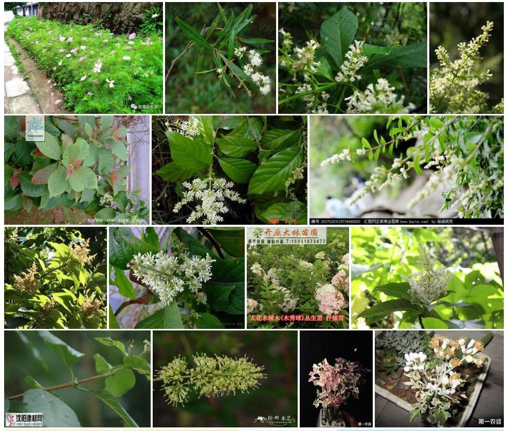 悬花水锦树照片和图片/
